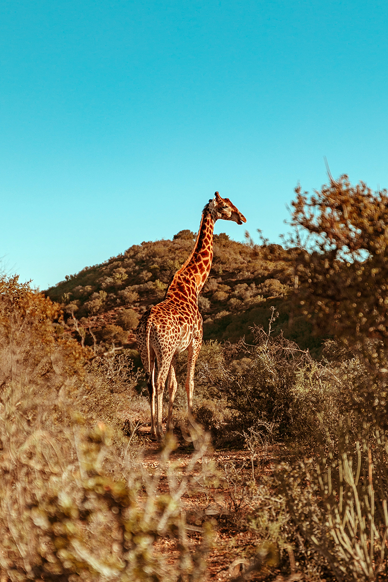 larisa costea, larisa costea blog, larisa style, larisa in south africa, south africa, africa de sud, destinatie de vis, 2019, vacation, best vacation, holiday, best hotels, paradise, giraffes, giraffe, yellow dress, pleates dress, chicwihs, long dress, shopbop, madewell, blogger, travel blogger, traveler, fashion clogger, lifestyle, africa, outdshoorn, animals, wild animals, buffelsdrift, buffelsdrift game lodge, game reserve, game lodge, safari