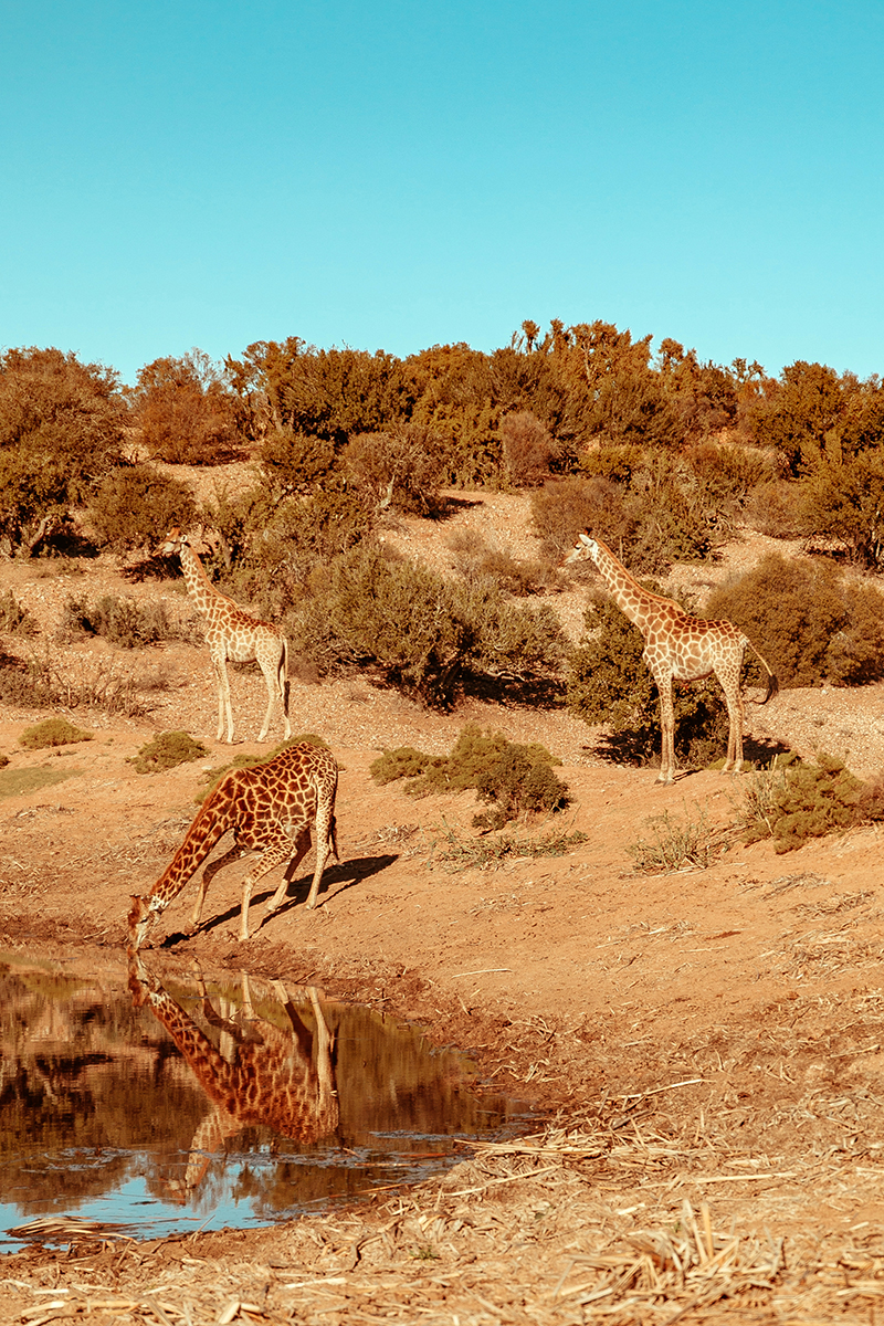 larisa costea, larisa costea blog, larisa style, larisa in south africa, south africa, africa de sud, destinatie de vis, 2019, vacation, best vacation, holiday, best hotels, paradise, giraffes, giraffe, yellow dress, pleates dress, chicwihs, long dress, shopbop, madewell, blogger, travel blogger, traveler, fashion clogger, lifestyle, africa, outdshoorn, animals, wild animals, buffelsdrift, buffelsdrift game lodge, game reserve, game lodge, safari