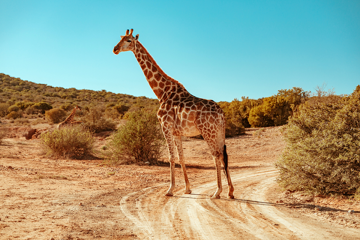 larisa costea, larisa costea blog, larisa style, larisa in south africa, south africa, africa de sud, destinatie de vis, 2019, vacation, best vacation, holiday, best hotels, paradise, giraffes, giraffe, yellow dress, pleates dress, chicwihs, long dress, shopbop, madewell, blogger, travel blogger, traveler, fashion clogger, lifestyle, africa, outdshoorn, animals, wild animals, buffelsdrift, buffelsdrift game lodge, game reserve, game lodge, safari