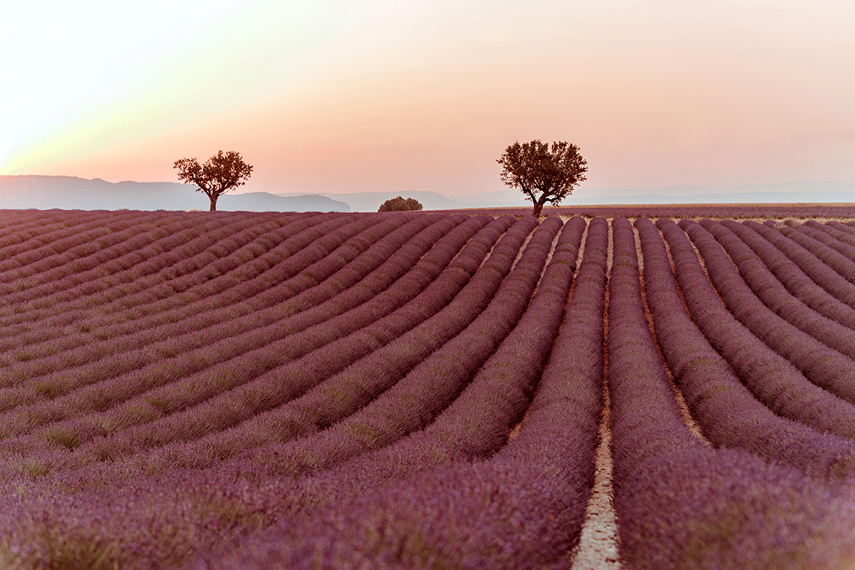 larisa costea, larisa style, larisa in provence, provence, valensole, lavender, lavender fields, lavender field, yellow dress in lavender fields, yellow dress, long dress, rochie lunga, rochie galbena, rochie spatele gol, la maison de confiance, la maison de confiance rochie, pinterest, pinterest pictures, photoshoot, natural background, nature's wonders, beautiful destination, bets vacation, best destination, holiday 2019, summer 2019, ootd, outfit inspiration, wedding guest dress, rochie eleganta